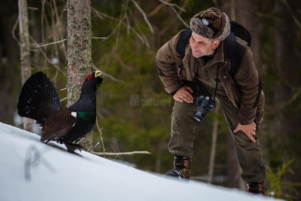 „Prietenie” neobișnuită între un cocoș de munte și un fotograf, în munții Bucovinei