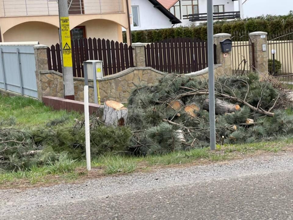 Zeci de pini, puși la pământ pe drumul spre Aeroport, pentru a se amenaja un trotuar