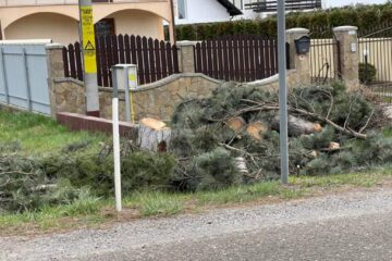 Zeci de pini, puși la pământ pe drumul spre Aeroport, pentru a se amenaja un trotuar