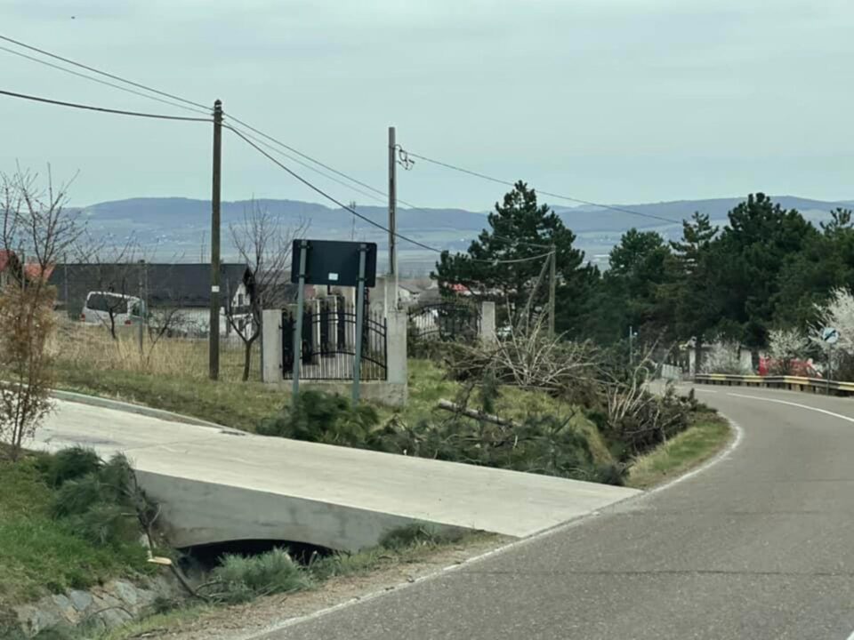 Zeci de pini, puși la pământ pe drumul spre Aeroport, pentru a se amenaja un trotuar