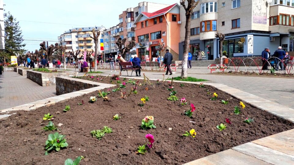 Câteva zeci de mii de flori vor fi plantate in Falticeni