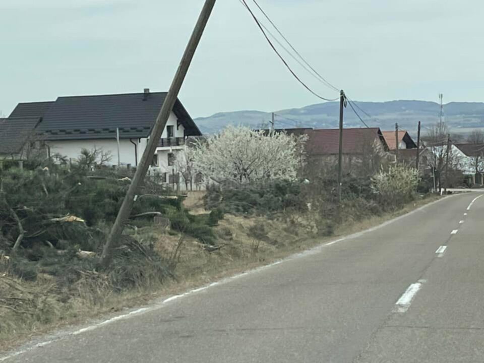 Zeci de pini, puși la pământ pe drumul spre Aeroport, pentru a se amenaja un trotuar