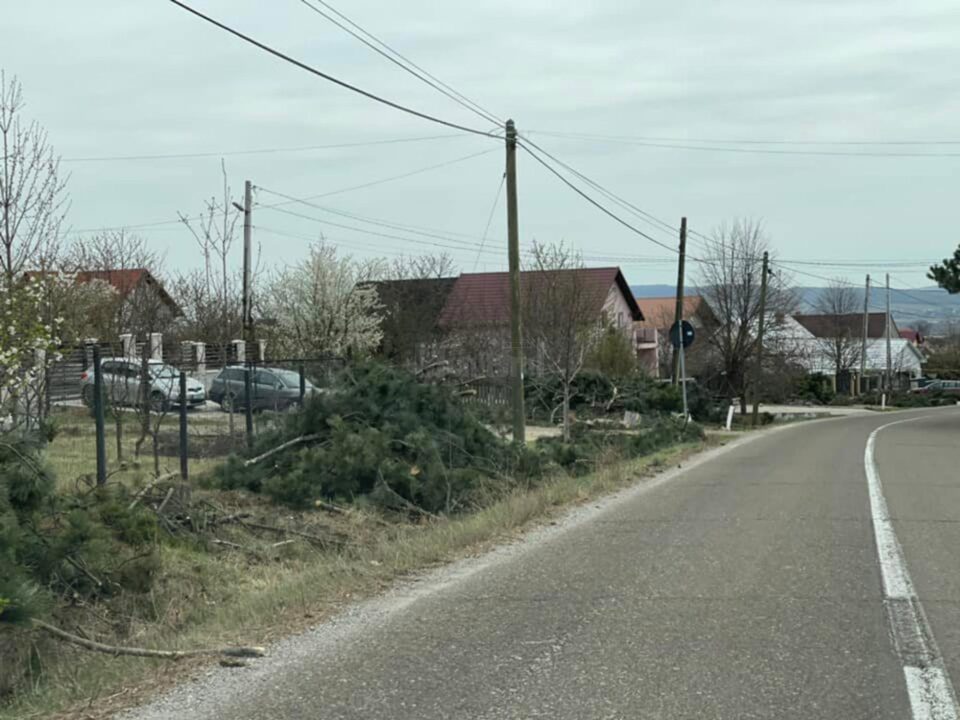 Zeci de pini, puși la pământ pe drumul spre Aeroport, pentru a se amenaja un trotuar