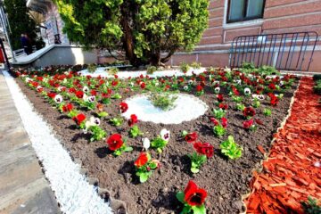 Câteva zeci de mii de flori vor fi plantate in Falticeni