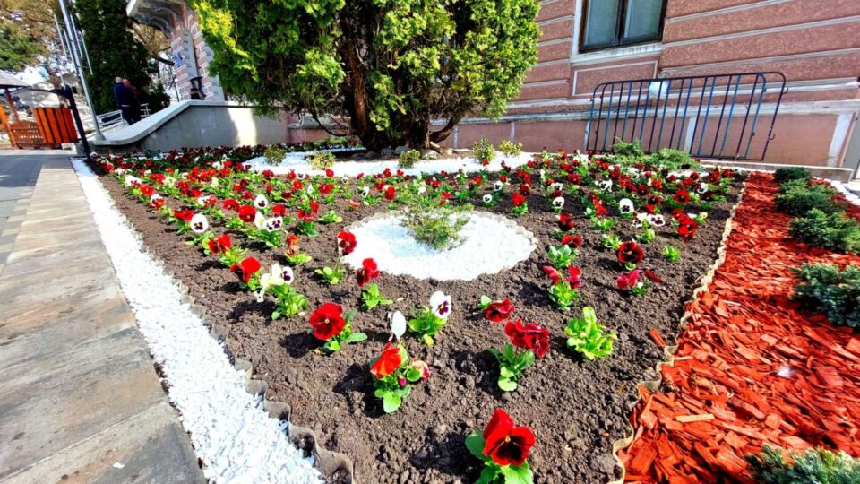Câteva zeci de mii de flori vor fi plantate in Falticeni