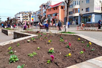 Câteva zeci de mii de flori vor fi plantate în Fălticeni