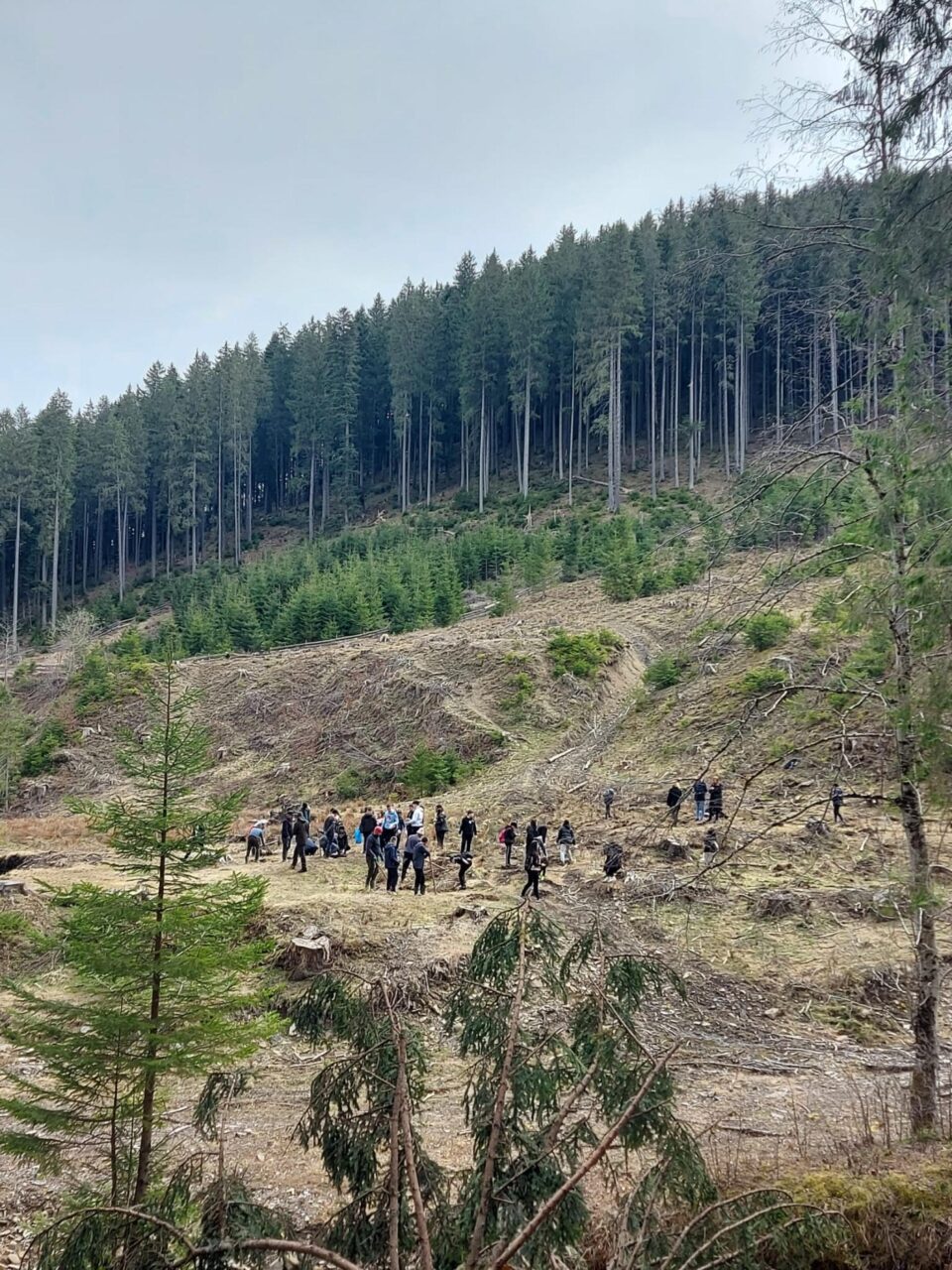 "Verde pentru planeta albastră", la Ocolul Silvic Stulpicani