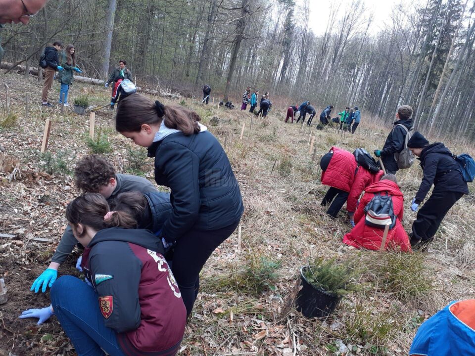 Elevii Școlii Gimnaziale Nr. 8 Suceava au participat sâmbătă la o acțiune de împădurire