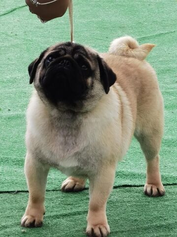 Bucovina Dog Show 2022 s-a desfasurat pe parcursul a două zile - 30 aprilie si 1 mai 3