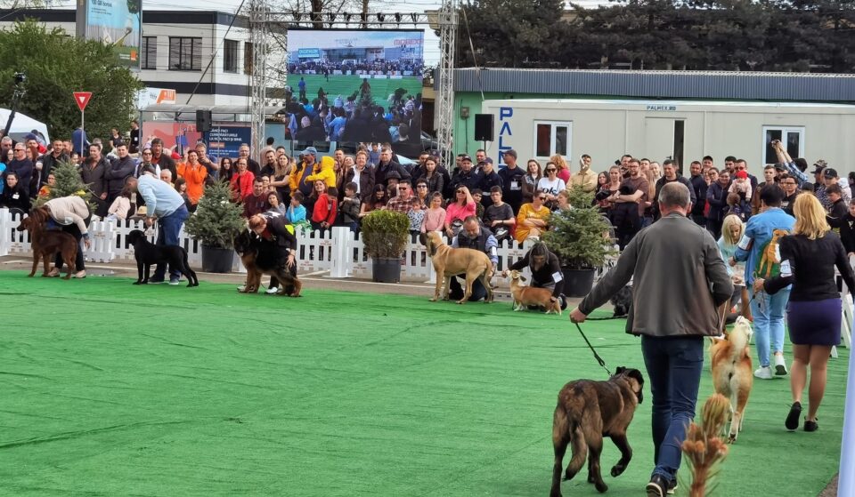 Bucovina Dog Show 2022 s-a desfasurat pe parcursul a două zile - 30 aprilie si 1 mai