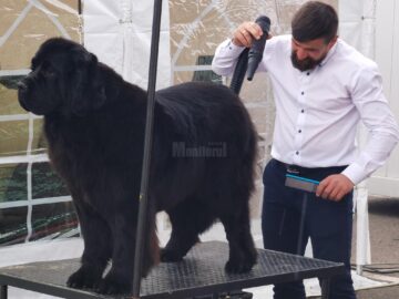 Bucovina Dog Show a revenit în parcarea Shopping City Suceava, după doi ani de pandemie, cu competiții chinologice organizate pe parcursul a două zile – 30 aprilie și 1 mai 3