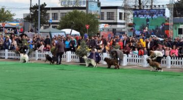 Bucovina Dog Show a revenit în parcarea Shopping City Suceava, după doi ani de pandemie, cu competiții chinologice organizate pe parcursul a două zile – 30 aprilie și 1 mai 3