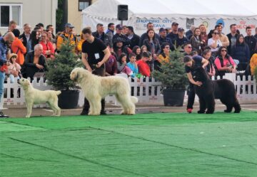 Bucovina Dog Show a revenit în parcarea Shopping City Suceava, după doi ani de pandemie, cu competiții chinologice organizate pe parcursul a două zile – 30 aprilie și 1 mai 3