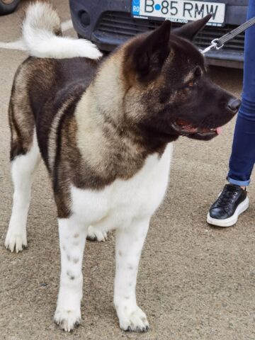 Bucovina Dog Show a revenit în parcarea Shopping City Suceava, după doi ani de pandemie, cu competiții chinologice organizate pe parcursul a două zile – 30 aprilie și 1 mai 3