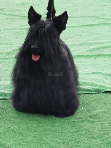 Bucovina Dog Show a revenit în parcarea Shopping City Suceava, după doi ani de pandemie, cu competiții chinologice organizate pe parcursul a două zile – 30 aprilie și 1 mai 3