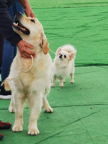 Bucovina Dog Show a revenit în parcarea Shopping City Suceava, după doi ani de pandemie, cu competiții chinologice organizate pe parcursul a două zile – 30 aprilie și 1 mai 3