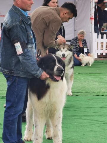 Bucovina Dog Show a revenit în parcarea Shopping City Suceava, după doi ani de pandemie, cu competiții chinologice organizate pe parcursul a două zile – 30 aprilie și 1 mai 3