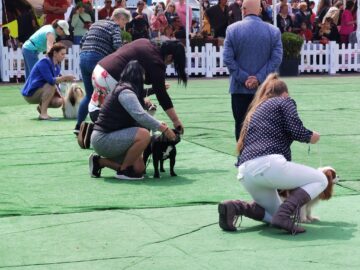 Bucovina Dog Show a revenit în parcarea Shopping City Suceava, după doi ani de pandemie, cu competiții chinologice organizate pe parcursul a două zile – 30 aprilie și 1 mai 3