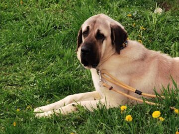 Bucovina Dog Show a revenit în parcarea Shopping City Suceava, după doi ani de pandemie, cu competiții chinologice organizate pe parcursul a două zile – 30 aprilie și 1 mai 3