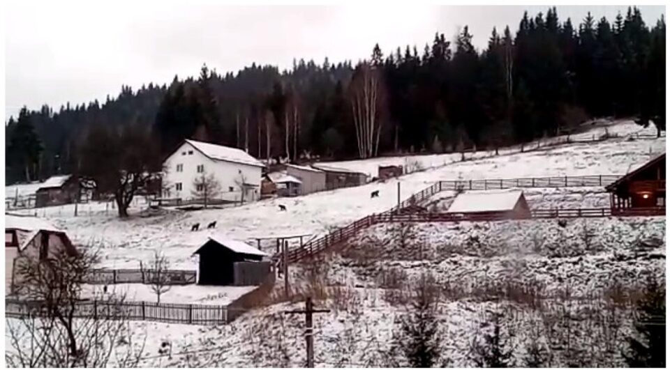 Ursoaica si cei trei urși tineri, printre gospodăriile din Vatra Dornei