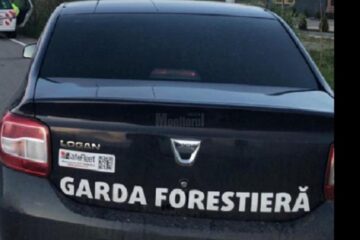 Peste 90 mc de material lemnos confiscat și amendă de 15.000 de lei pentru o firmă din Pojorâta