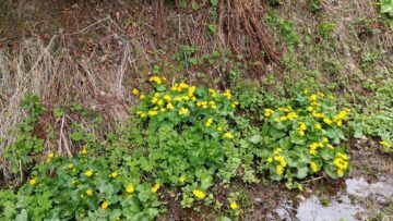 Flori de munte