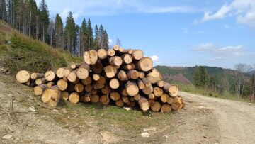 Material lemnos tăiat și scos la drum