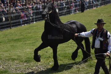 A VI-a ediție a Târgului de cai de la Marginea va avea loc sâmbătă, 21 mai