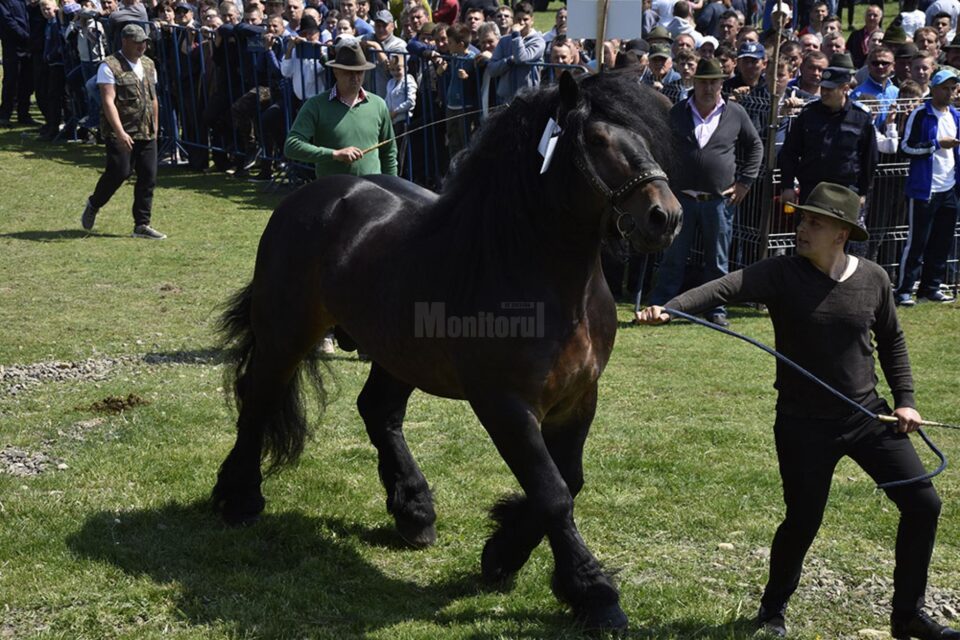 A VI-a ediție a Târgului de cai de la Marginea va avea loc sâmbătă, 21 mai