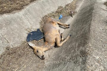 Căprioara omorâtă de mașină