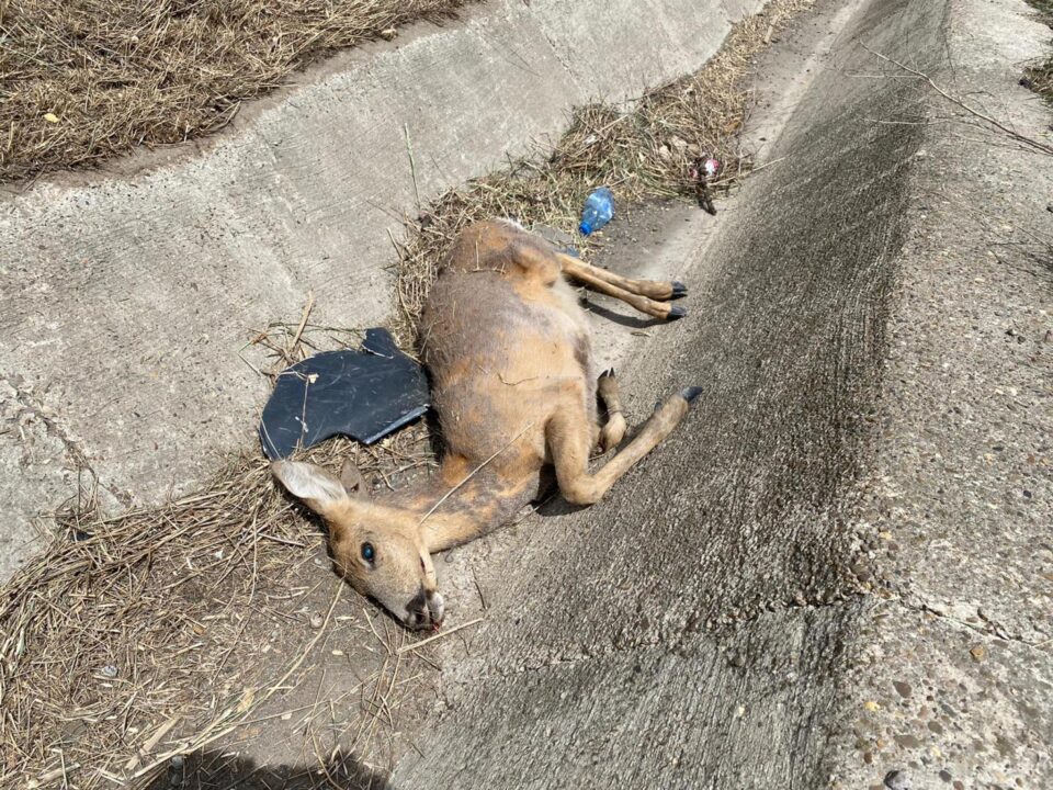Căprioara omorâtă de mașină