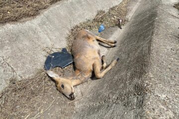 Căprioara omorâtă de mașină