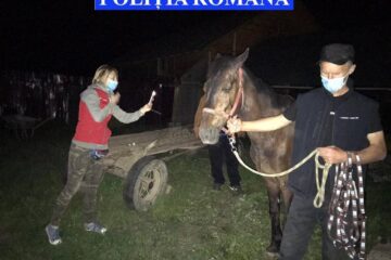 Cai salvați din mâinile ”stăpânilor” care i-au maltratat