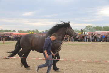 Expo-târgul de semigrei de la Marginea