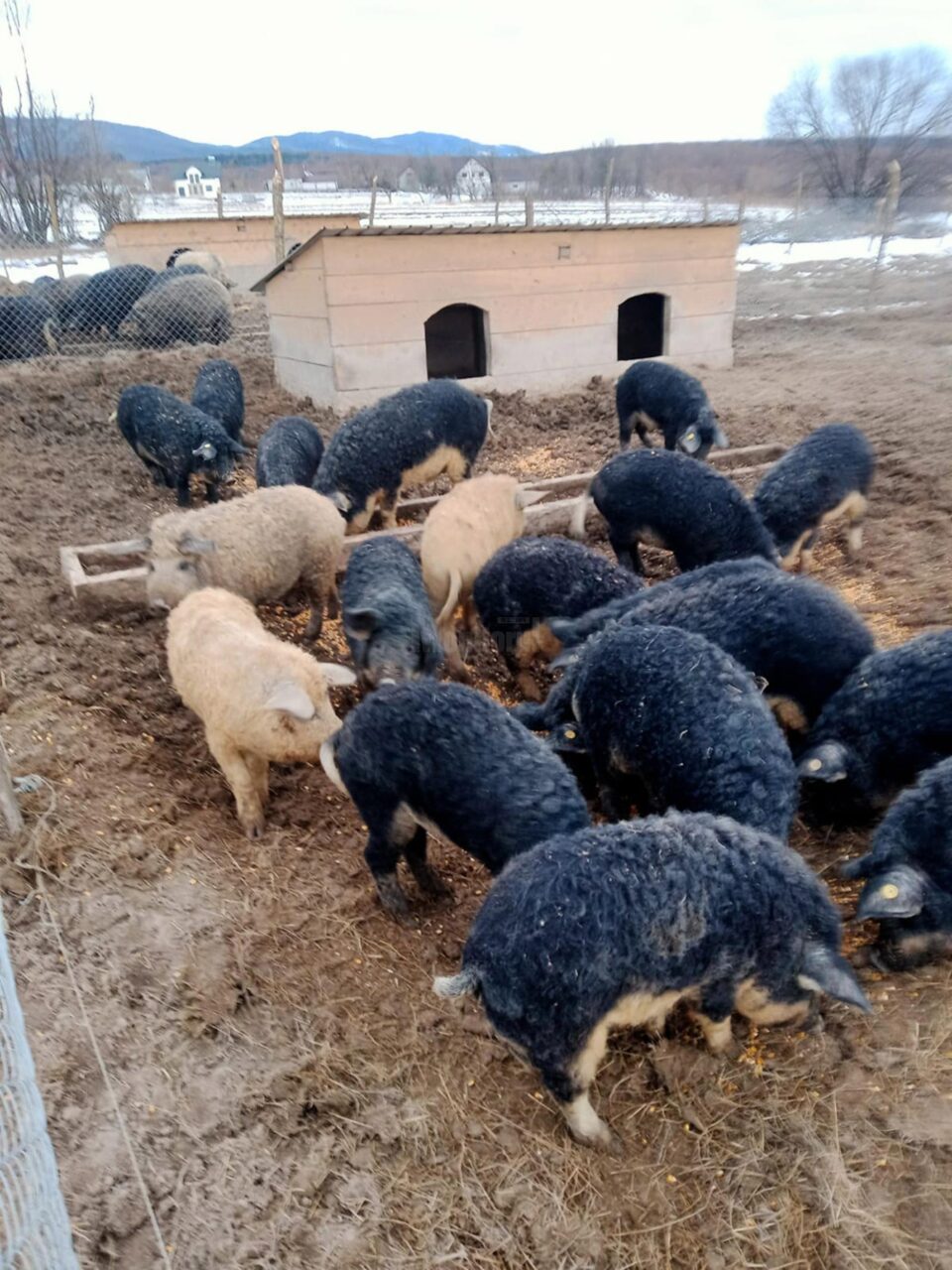 Porcii de Mangalița de la Horodnic de Sus