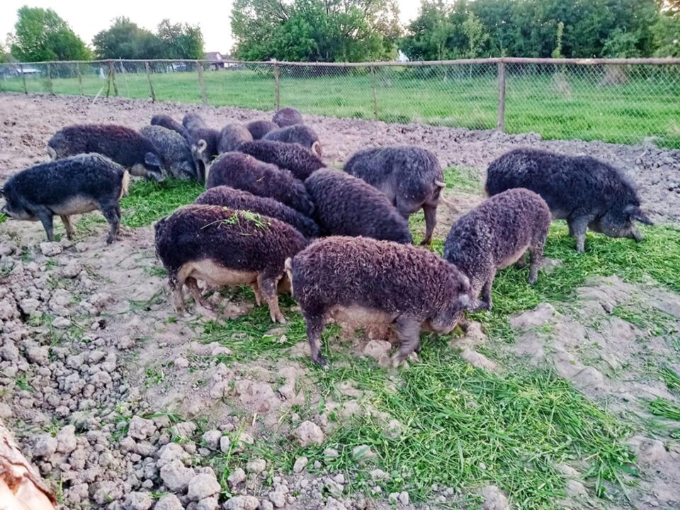 Un sucevean și-a dezvoltat o adevărată ”maternitate” de porci de Mangalița