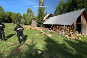 Poliția a intrat adânc în afaceriștii cu lemn