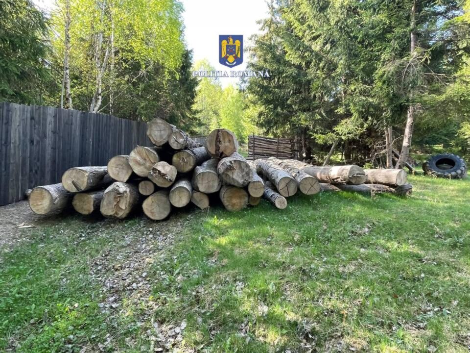 Poliția a intrat adânc în afaceriștii ilegali cu lemn