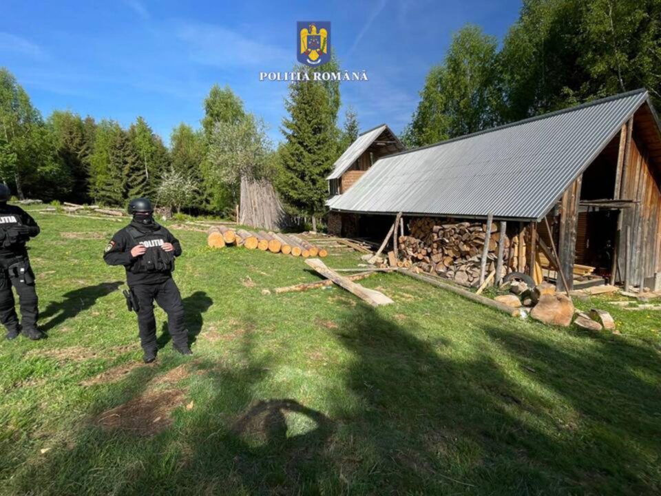Descindere a polițiștilor în cazuri în care aveau date despre afaceriști ilegali cu lemn