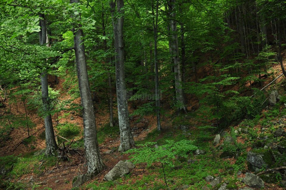 Arborii captează carbon în timpul creșterii, produsele de lemn stochează carbonul, iar fabricarea produselor din lemn este mai ecologică