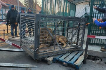 Leul Simba a fost adus la Zoo Rădăuți pe 21 martie