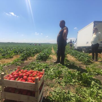 Căpșunile de Hurjuieni sunt și într-un lanț mare de magazine