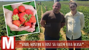 De la culegători de căpșuni în Germania, au ajuns să cultive 10 hectare și să intre cu căpșunile locale în marile magazine