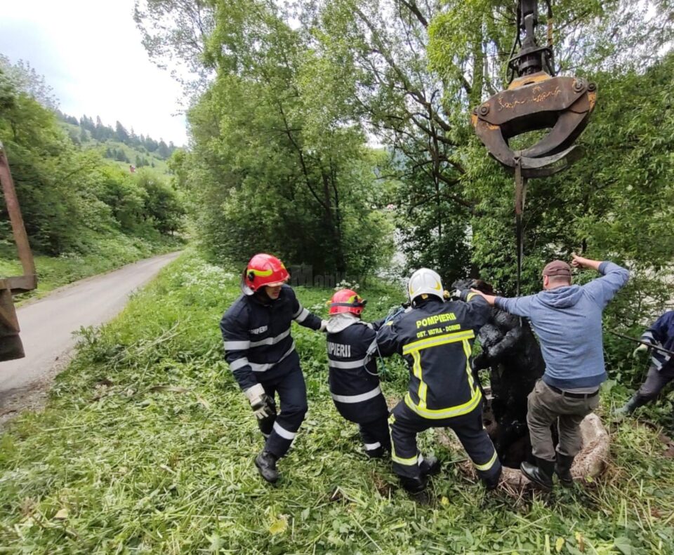 Vițel salvat de pompieri după ce a căzut într-o fosă septică