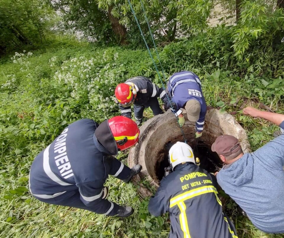 Vițel salvat de pompieri după ce a căzut într-o fosă septică