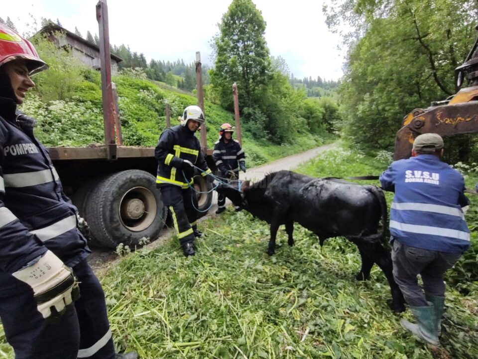 Vițel salvat de pompieri după ce a căzut într-o fosă septică