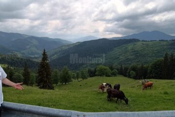 Vicepreședintele CJ Niculai Barbă