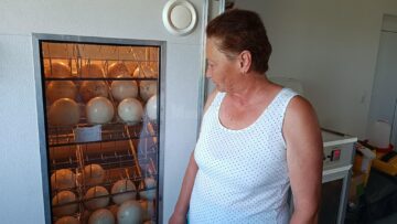 Domnica Horodnic verifică zilnic starea ouălor din incubator