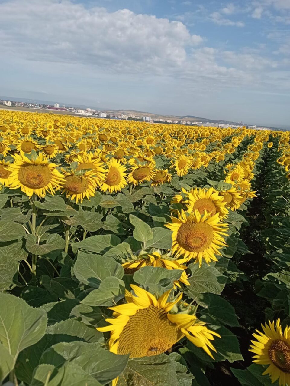Cultură de floarea soarelui, la marginea Sucevei