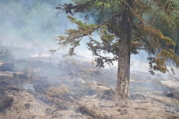 Numărul incendiilor produse în fondul forestier a crescut în prima jumătate a anului